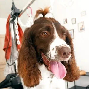 Toilettage chien Arras